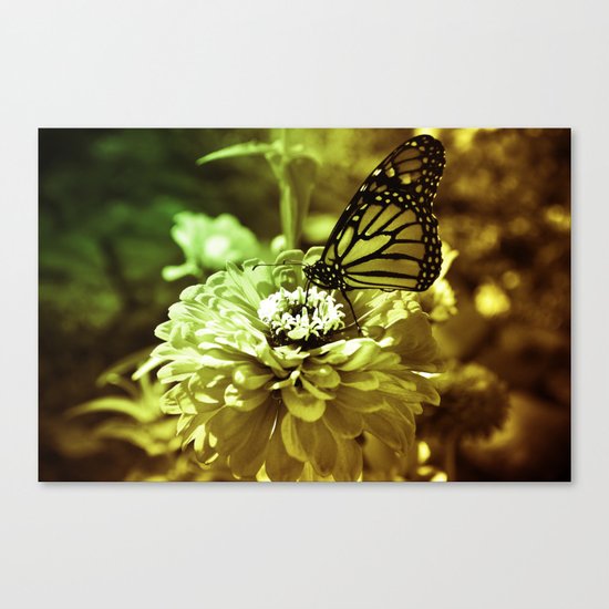 Butterfly on Flower - Color Canvas Print