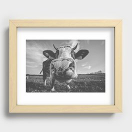 Inquisitive Cow Recessed Framed Print