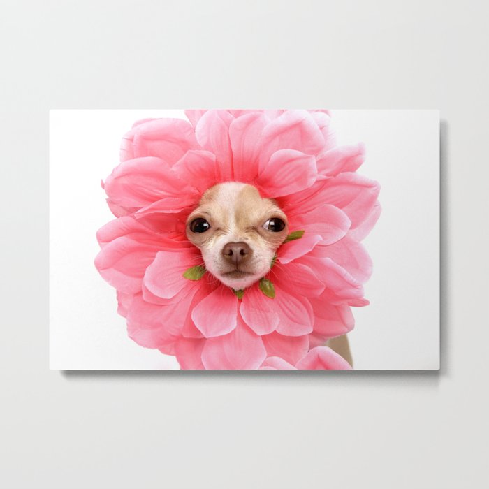 Chihuahua Flower Metal Print