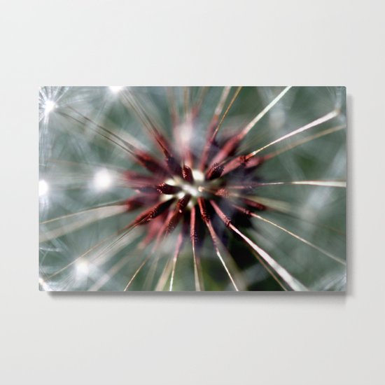 Dandelion Seed Head Metal Print