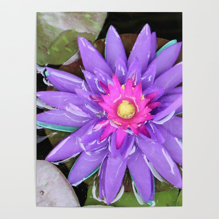 Purple turquoise aquatic waterlily lotus flower in full bloom water in Thailand Poster