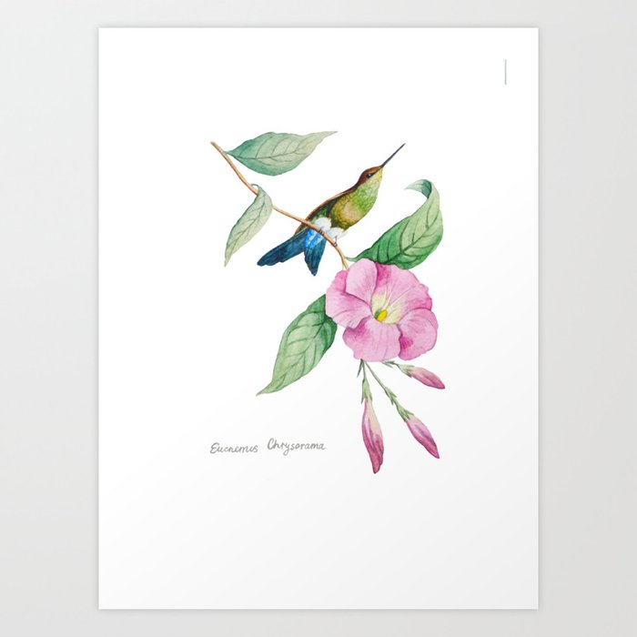 Hummingbird with blue tail Art Print