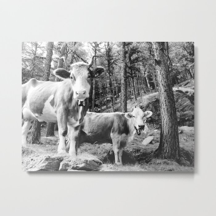 Swiss Alps Mountain Cows Metal Print
