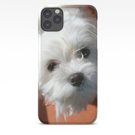 Cute Maltese asking for a treat iPhone Case
