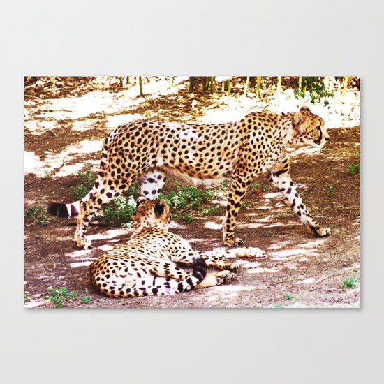 Pacing And Prone Canvas Print