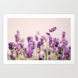 Lavender Close-up | Nature photography Art Print