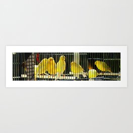 Canaries Art Print | Nature, Animal, Photo 