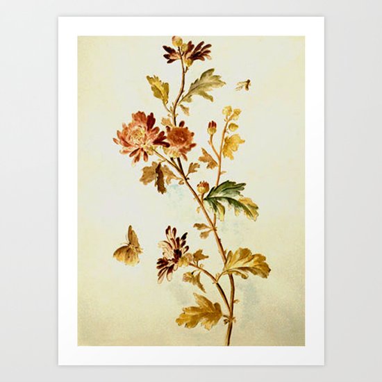 Chrysantheme Art Print