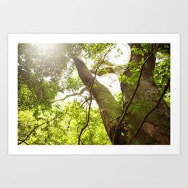 Towering Tree with Sunflare Art Print