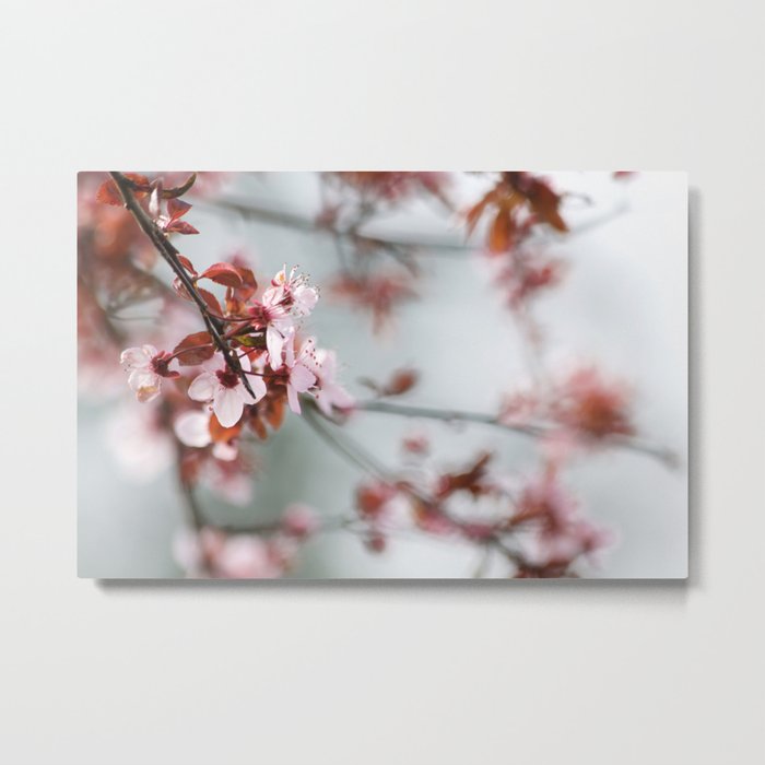 Cherry Blossoms Metal Print