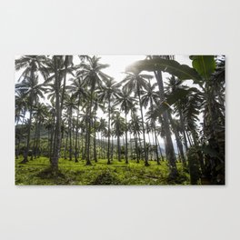 Buko (Coconut) Trees Canvas Print