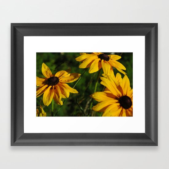 Black Eyed Susans Framed Art Print