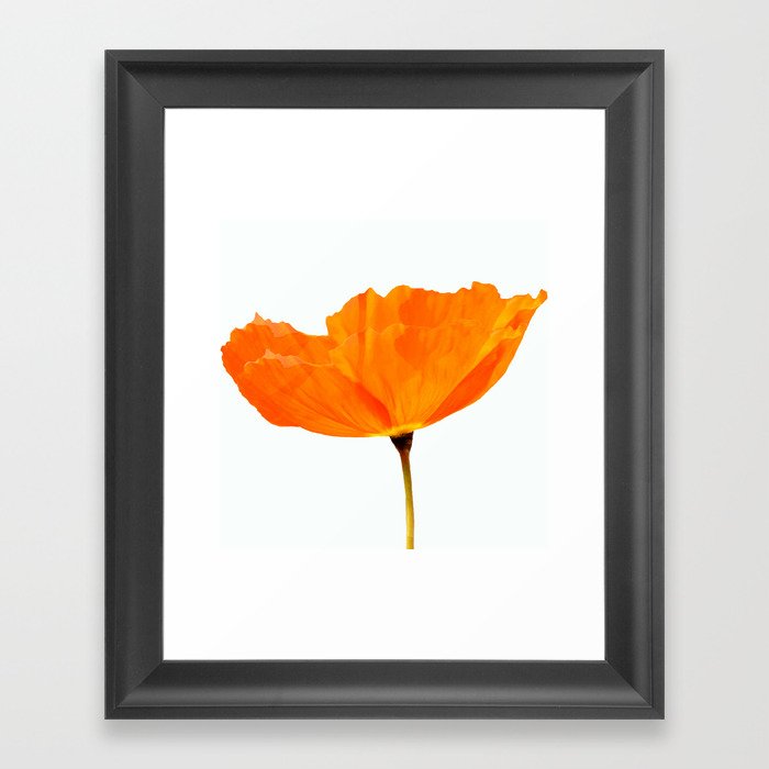 One And Only - Orange Poppy White Background #decor #society6 #buyart Framed Art Print