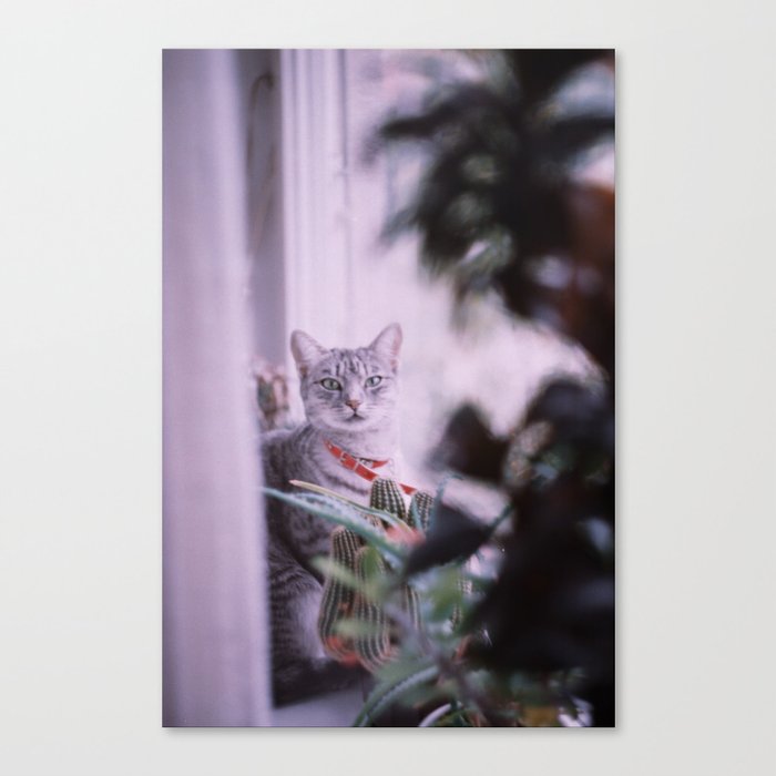 Portrait of a cat Canvas Print