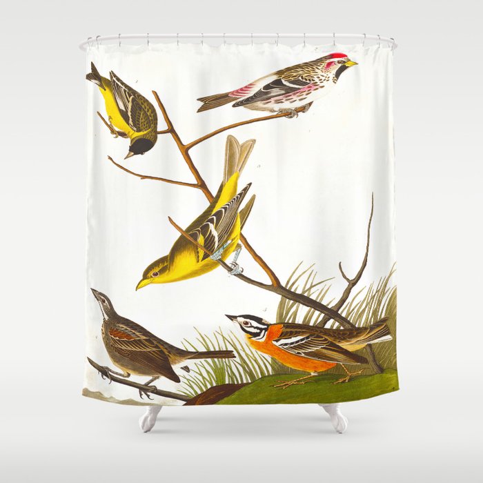 Arkansaw Siskin Bird Shower Curtain