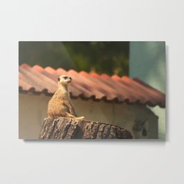 Meerkat Funny Observer #decor #society6 #buyart Metal Print | Zoo, Photo, Suricat, Color, Outdoor, Animal, Portrait, Digital, Meerkat, Nature 