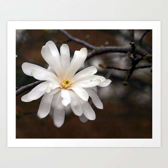 Magnolia I Art Print