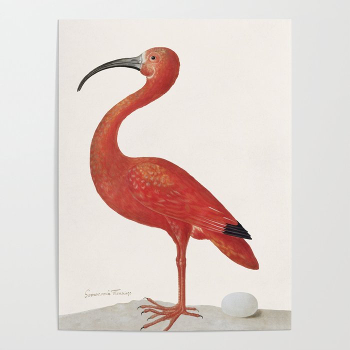 Scarlet Ibis with an Egg Poster