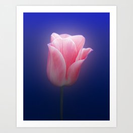 Romantic Pink Solo Tulip On Blue Background Art Print