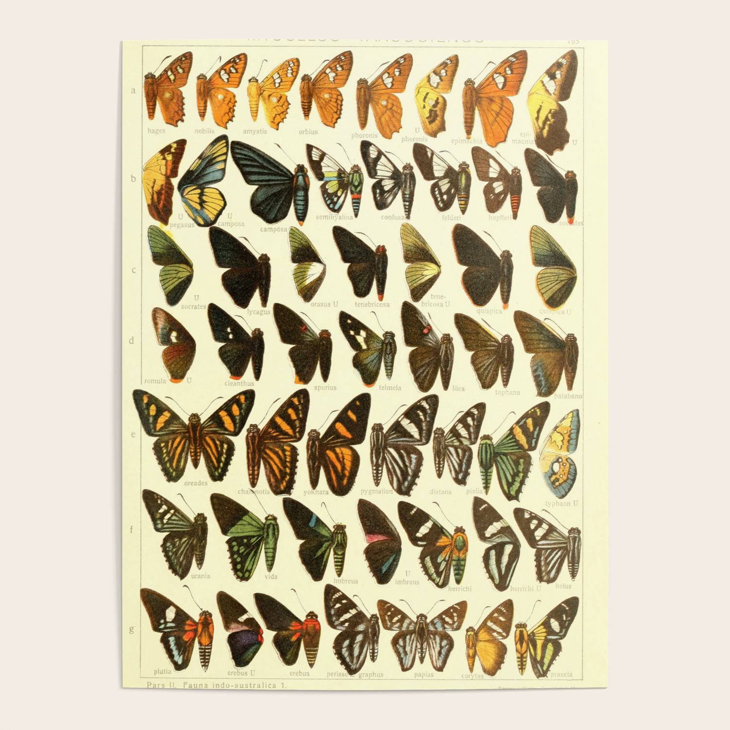Vintage Butterfly Species Diagram Poster