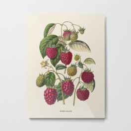 Purple Raspberry Antique Botanical Illustration Metal Print | Plant, Nature, Pink, Naturalist, Book, Botany, Berry, Harvest, Dainty, Purple 