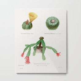 Peyote, Indian Head, and Christmas Cactus Metal Print | Cactuses, Succulent, Tuna, Plant, Cactus, Painting, Nopal, Cholla, Toothcoral, Saguaro 