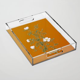 Vintage Hedge Rose Botanical Illustration on Bright Orange Acrylic Tray