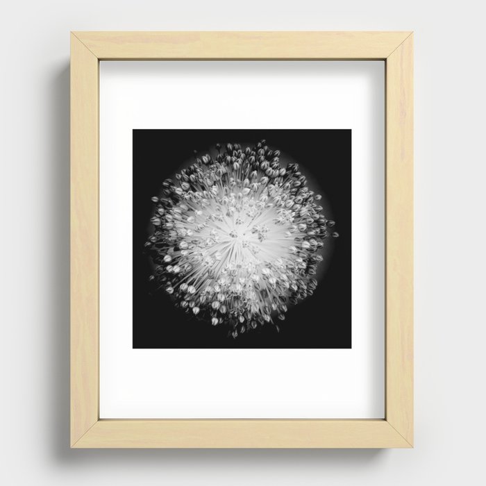 White flower against a black background / blackandwhite art print / close-up Recessed Framed Print