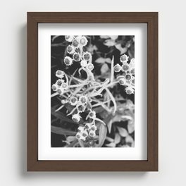 Dying Flowers: Western Pearly Everlasting, Black and White (Anaphalis Margaritacea) Recessed Framed Print