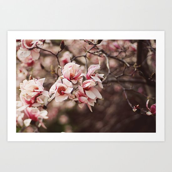 Magnolia Spring Blooms Art Print