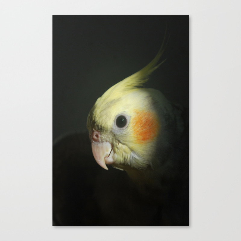 Cockie Canvas Print By Conradjoson Society6