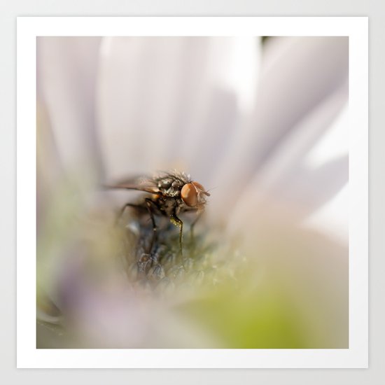 Caught in the middle... Art Print