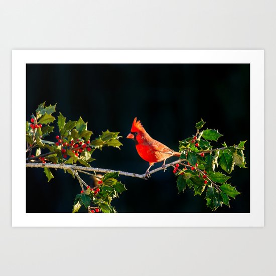 red cardinal Art Print