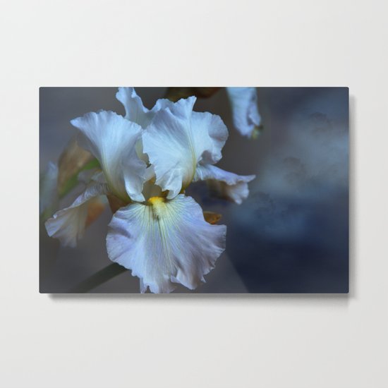 Blue bearded Iris in a cloudy sky Metal Print