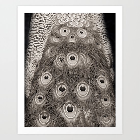 Peacock Detail Art Print