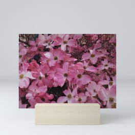 Pink Dogwood Blossoms Mini Art Print