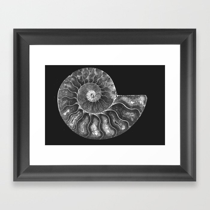 B&W Ammonite Framed Art Print