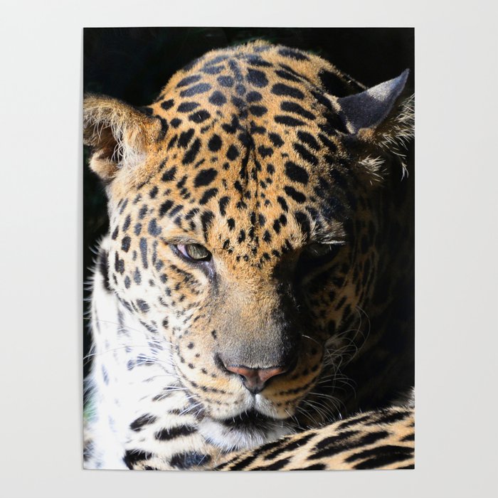 The Captivating Laser-Focus Of A Leopard's Gaze Poster