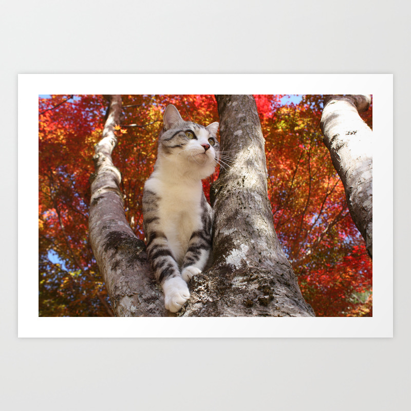 society6
