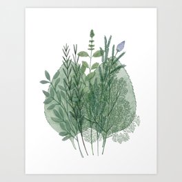 Herbs Art Print