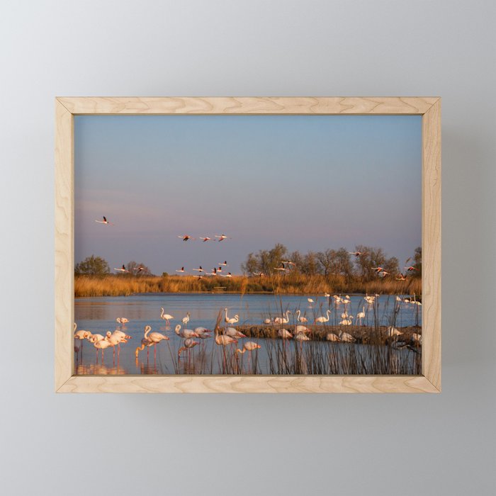 Flamingos flying above water at the sunset Framed Mini Art Print