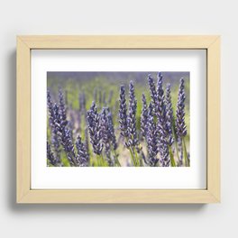 Lovely Lavender Recessed Framed Print
