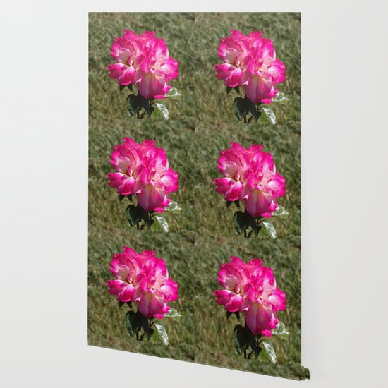 Beautiful Rainbow Sherbet Rose Single Rose Pink Flower Wallpaper