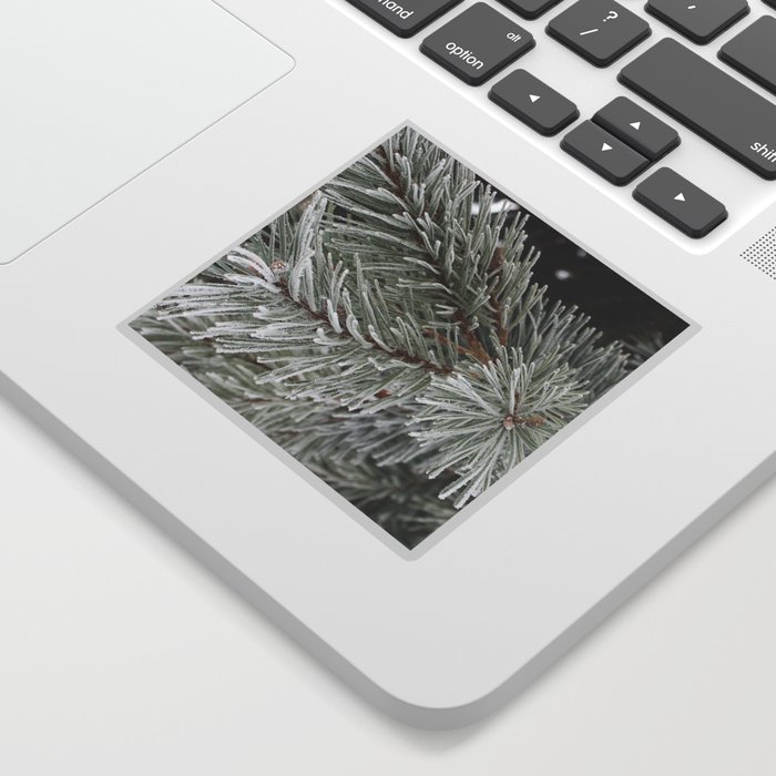 Frosted Pine Needles Sticker
