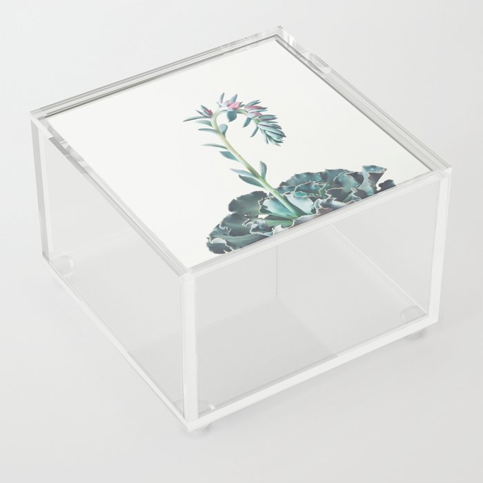 Flowering Succulent II Acrylic Box