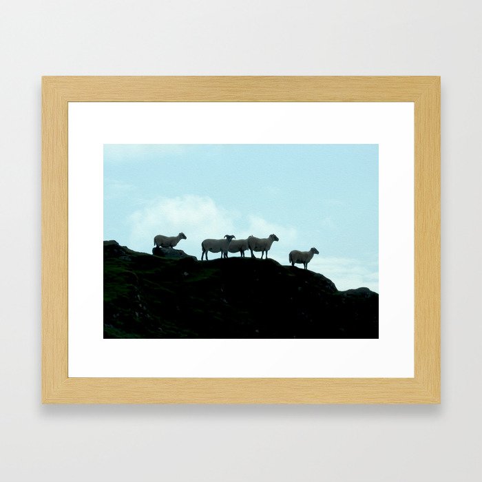 Galway Sheep Framed Art Print