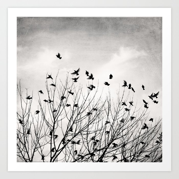 Black And White Birds Tree Photography Grey Bird Trees Flying Gray Nature Branches Flock Fly Sky Art Print By Carolyncochrane