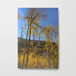 Aspen Autumn Forest 7451 - Aspen, Colorado Metal Print | Forest, Colorful Leaves, Colorado, Yellow Leaves, Co Highway 82, Color, Landscape, Aspen Forest, Fall Colors, Aspencolorado 