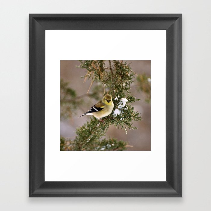 Professor Goldfinch Framed Art Print