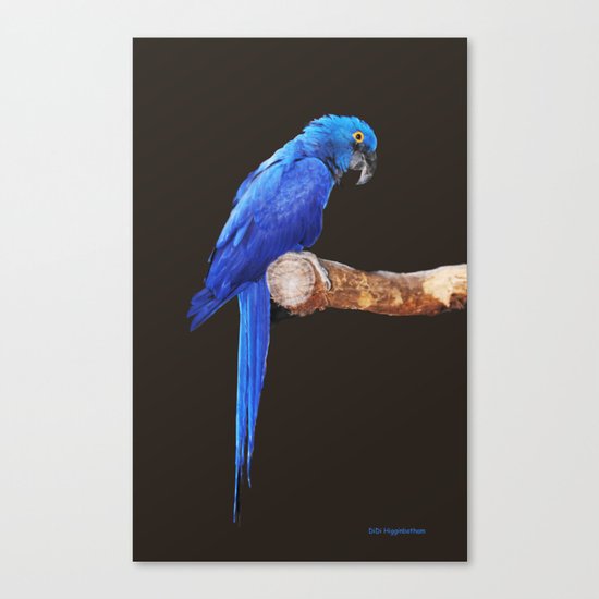 Royal Blue Canvas Print